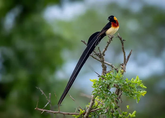 Thornybush Game Reserve Places to Stay